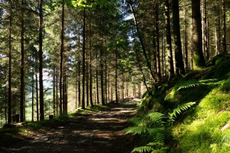 De Ardennen te voet: de Ourthe- en Lavalvallei