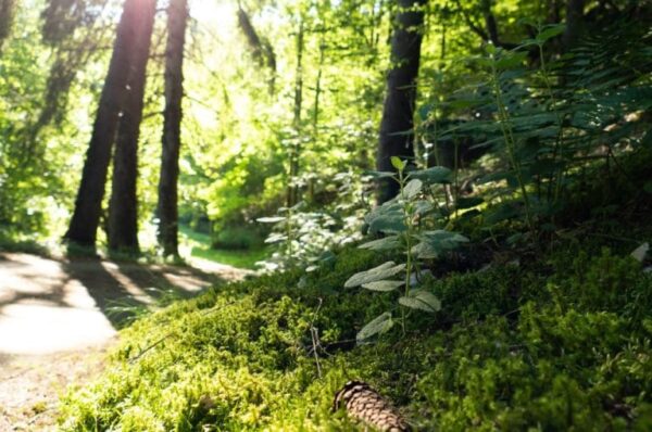 Wandelen: Escapardenne Eislek Trail