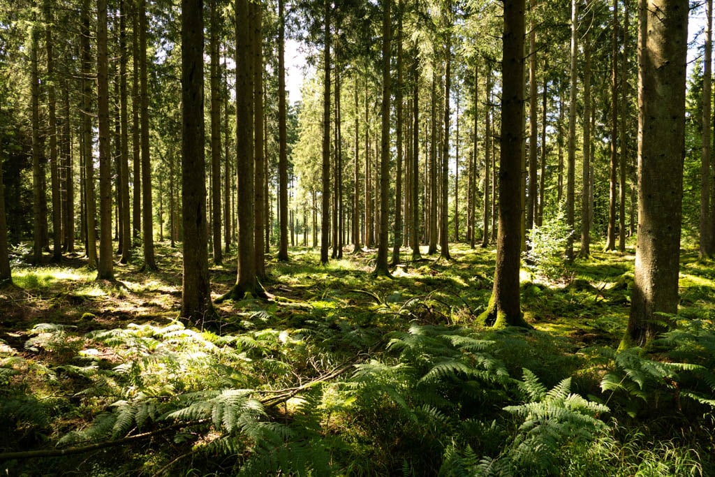Les forêts ardennaises. Tout savoir pour préparer sa randonnée en Ardennes
