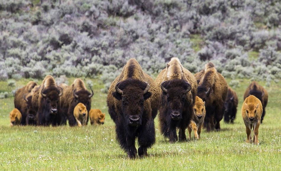 Promenade des bisons à Recogne, Tenneville -  balade pédestre d'une journée dans les Ardennes 