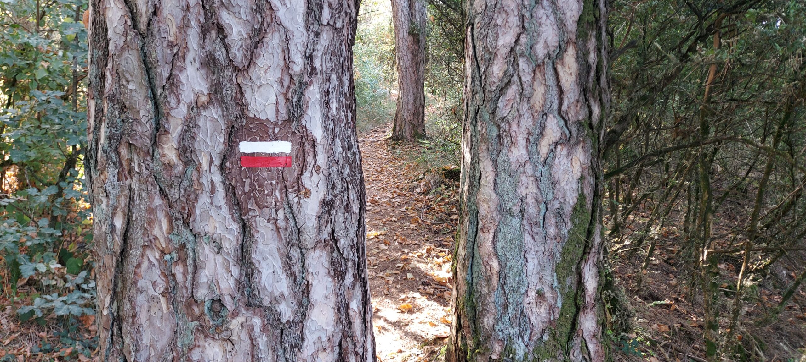 De Grande Traversée du Jura te voet - Afbeelding 11