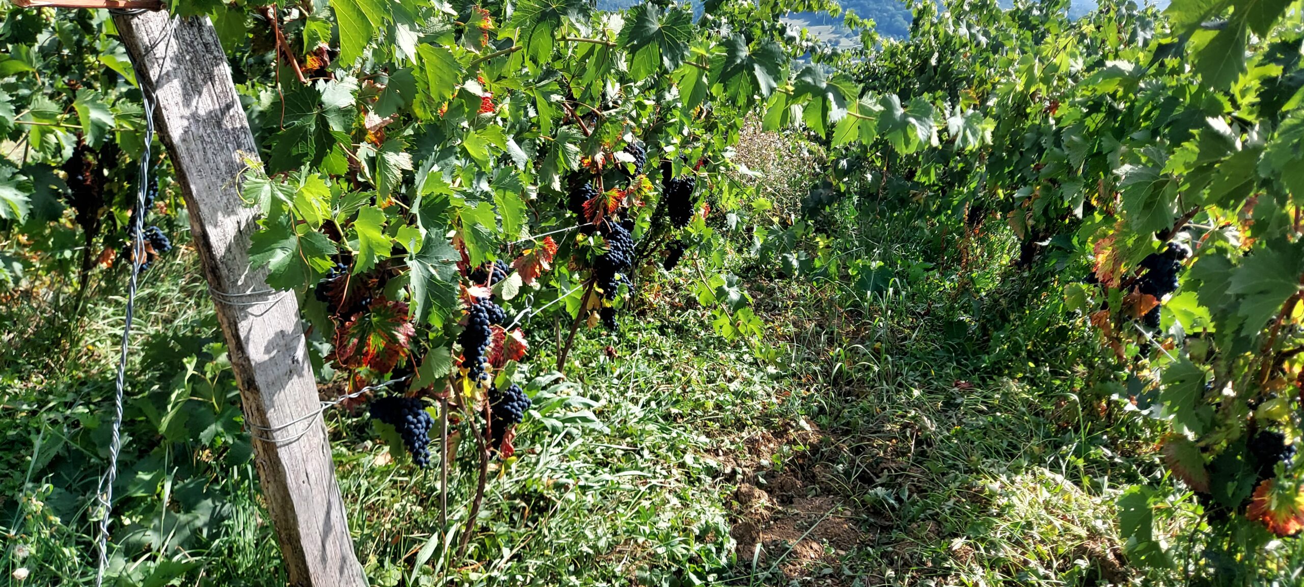 De Grande Traversée du Jura te voet - Afbeelding 12