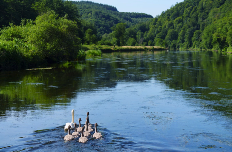 Cours d'eau avec des canards au milieu d'une forêt durant une randonnée Europ'aventure