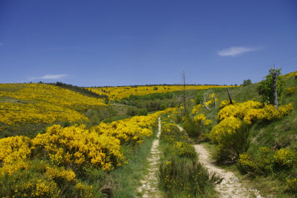 Stevenson : l'intégrale du chemin – Image 9