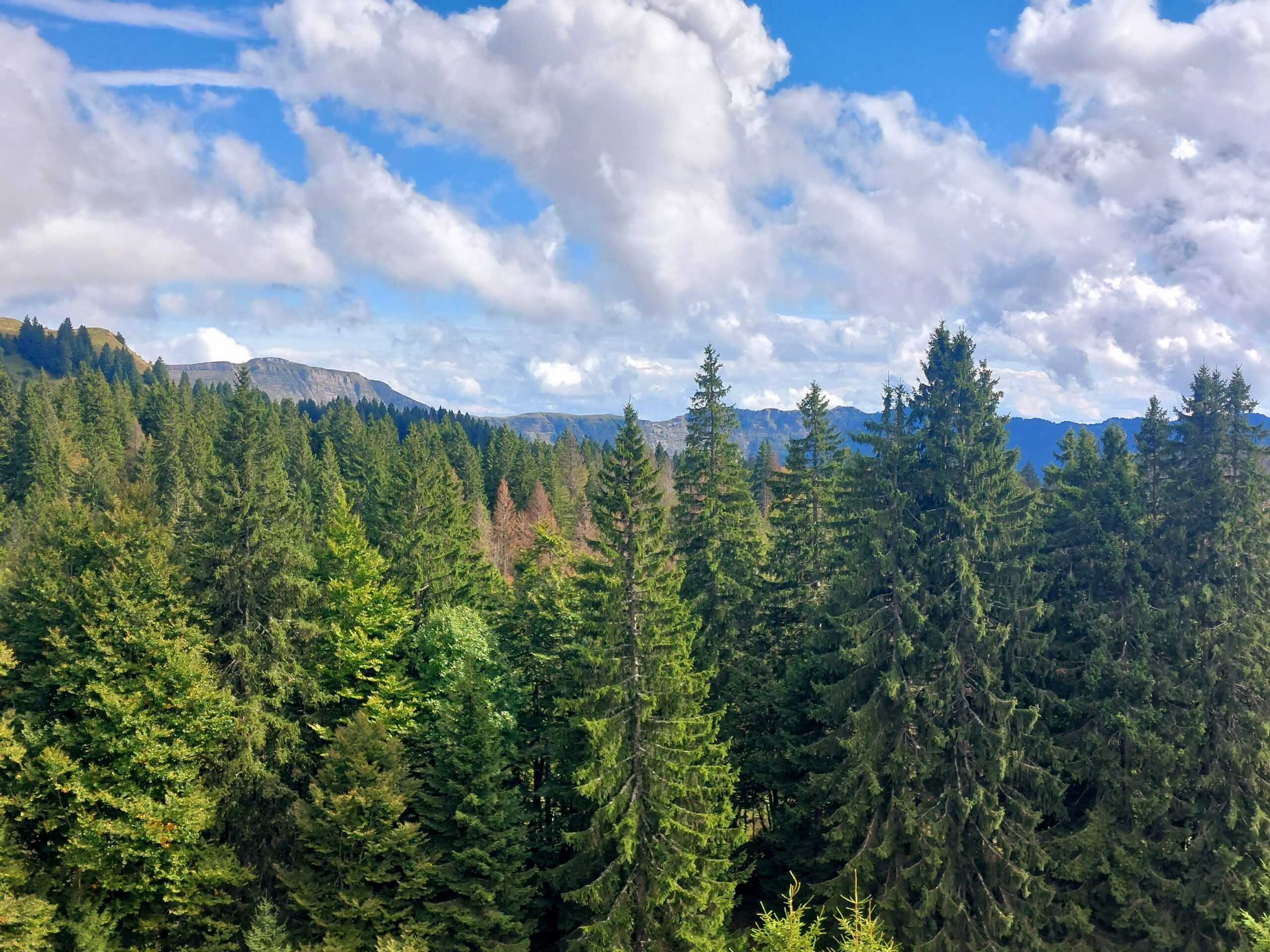 Jura - Monts & Comté – Image 5